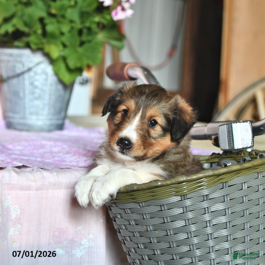 Shetland Sheepdog dogs Charlotte - Ad 2