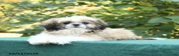 Shih Tzu dogs for sale: Barkley - Ad 3
