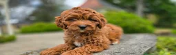 Cavapoo dogs for sale: Harvey - Ad 3