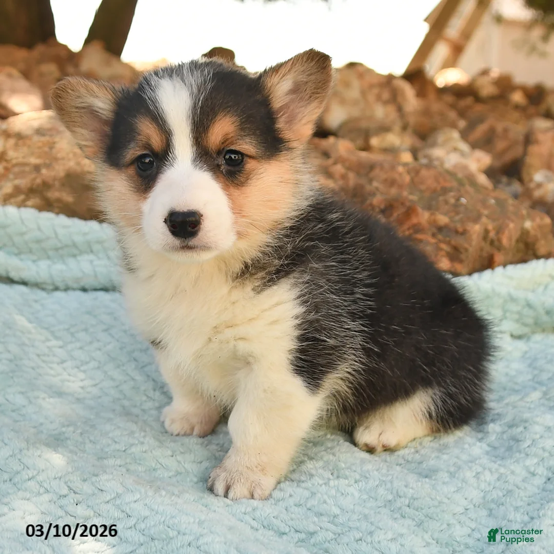 Welsh Corgi Pembroke dogs for sale: Ruby - Ad 3