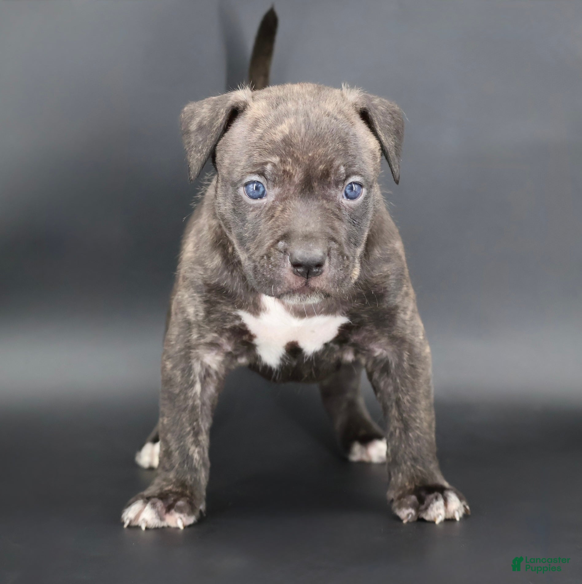 American Bully dogs Blacksmith - Ad 1