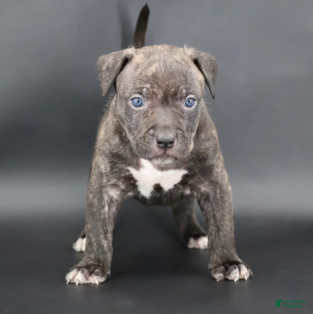 American Bully dogs for sale: Blacksmith - Ad 1