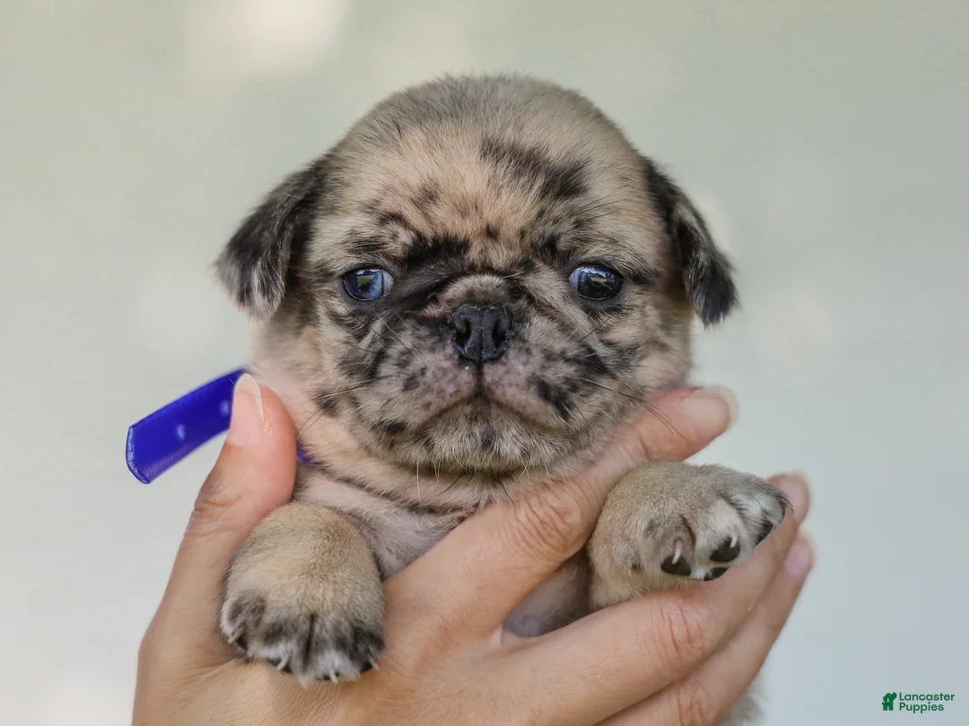 Pug dogs for sale: Almanzo Purebred Pug - Ad 1