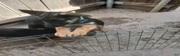 German Shepherd dogs for sale: Sunshine - Ad 8