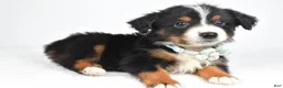 Miniature Australian Shepherd dogs for sale: Khloe - Ad 3