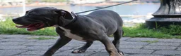 American Bully dogs for sale: Venus - Ad 48