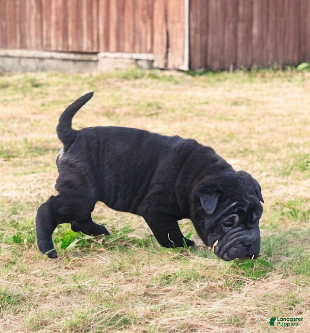 Shar Pei dogs for sale: Raven mini  - Ad 5