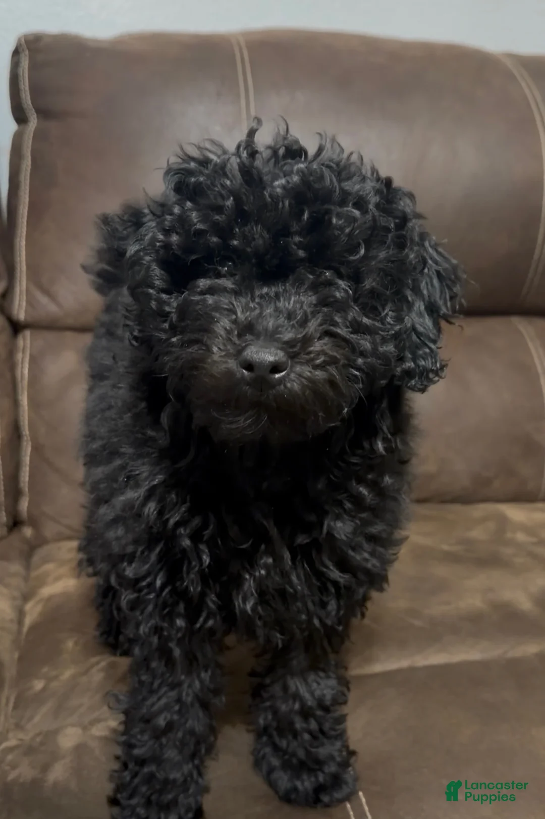 Miniature Poodle dogs for sale: Miniature Poodle Puppy 2 - Ad 1