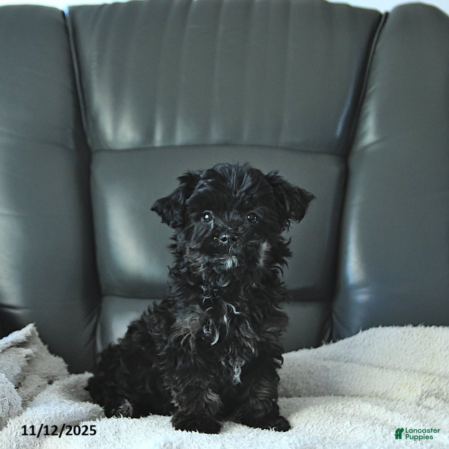 Shihpoo dogs Ava  - Ad 11