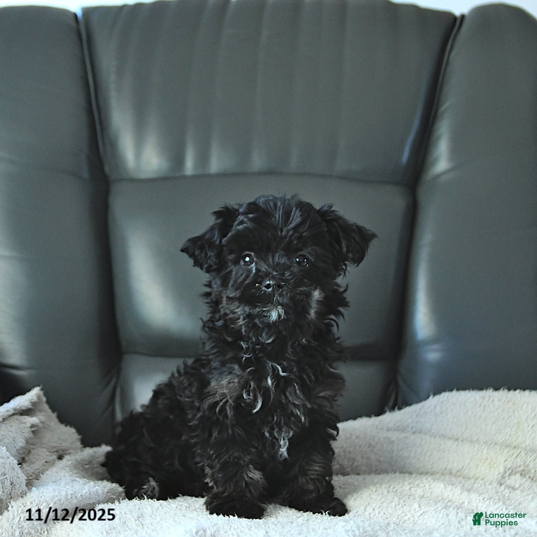 Shihpoo dogs for sale: Ava  - Ad 1