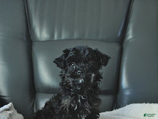 Shihpoo dogs Ava - Ad 19