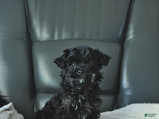 Shihpoo dogs Ava - Ad 16