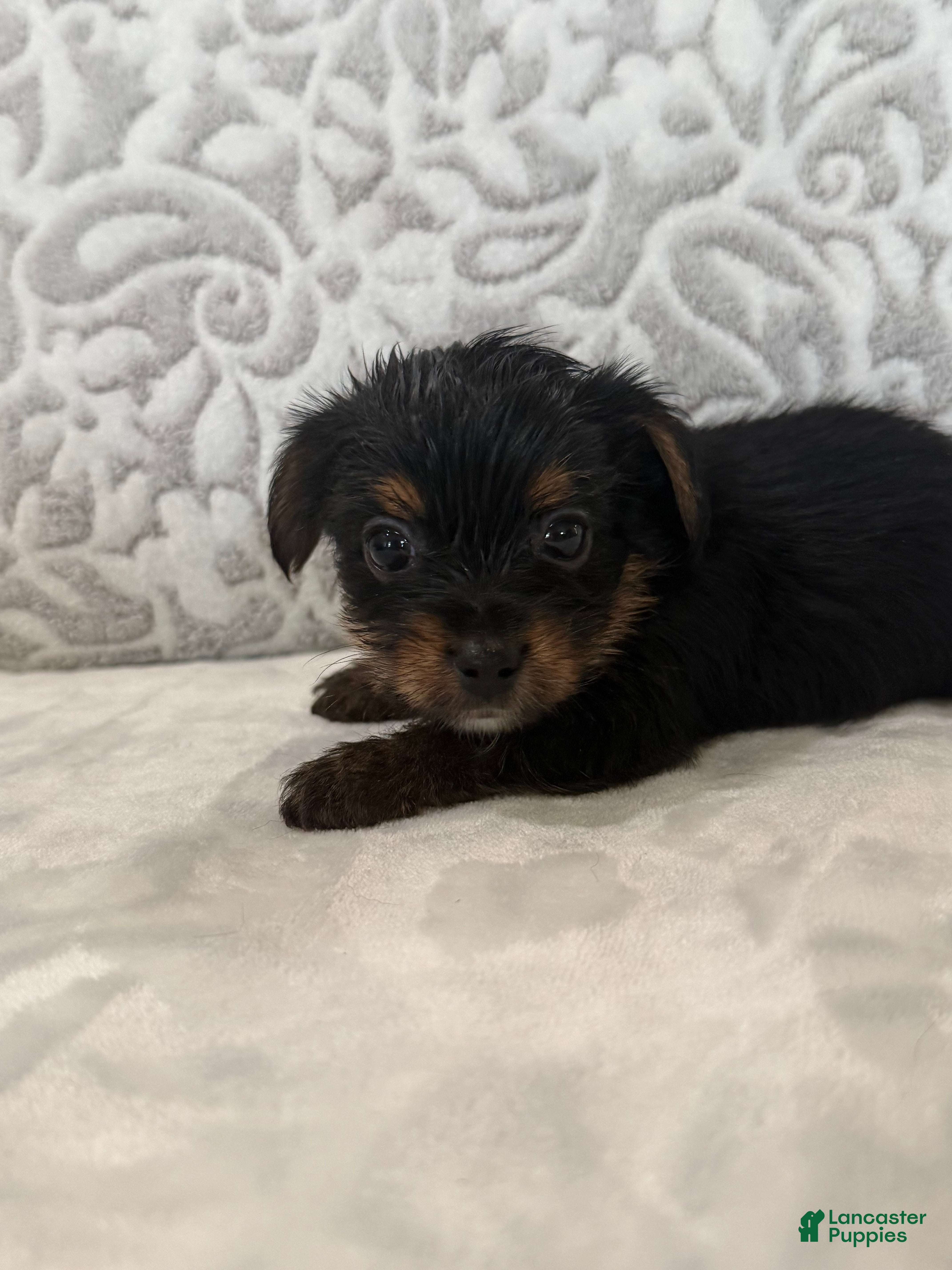 Yorkshire Terrier dogs Teddy - Ad 1