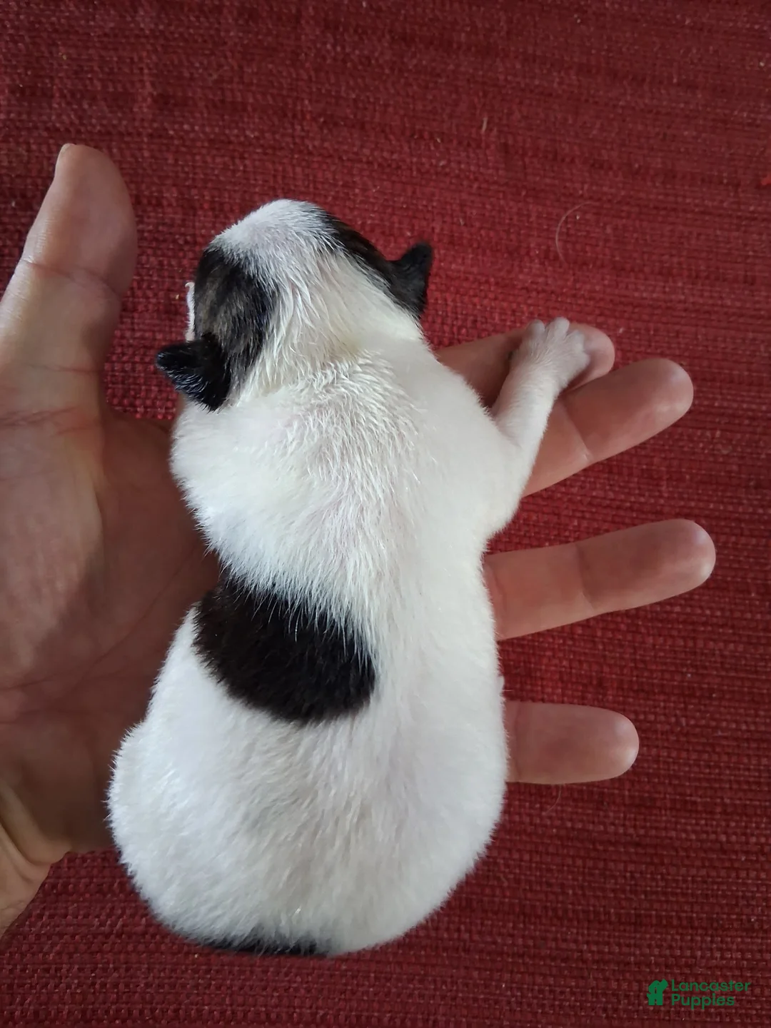 Chihuahua dogs for sale: Marina - Ad 2
