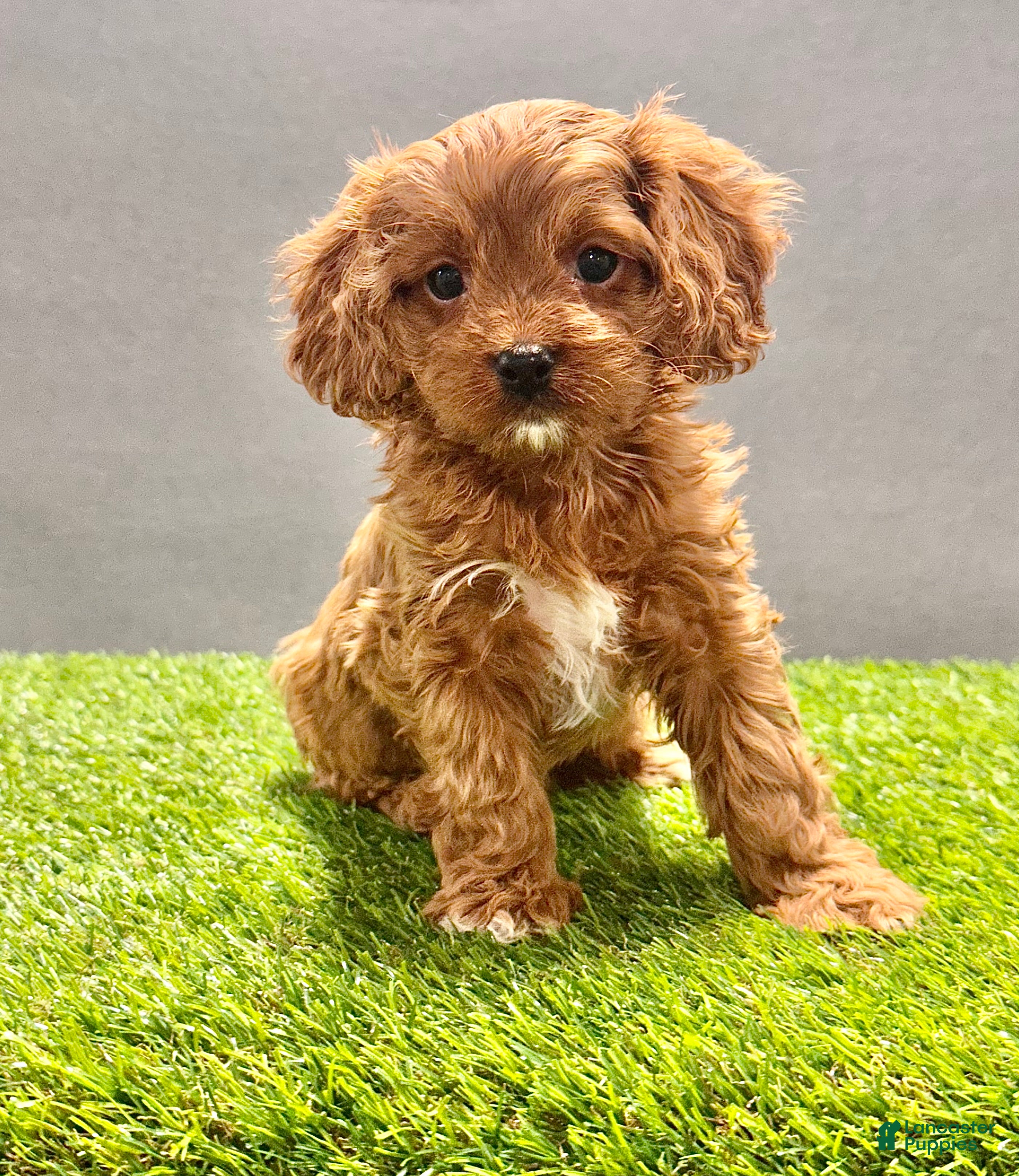 Cavapoo dogs Charlie  - Ad 2
