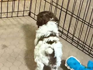 Miniature Poodle dogs Miniature Poodle Puppy 3 - Ad 31