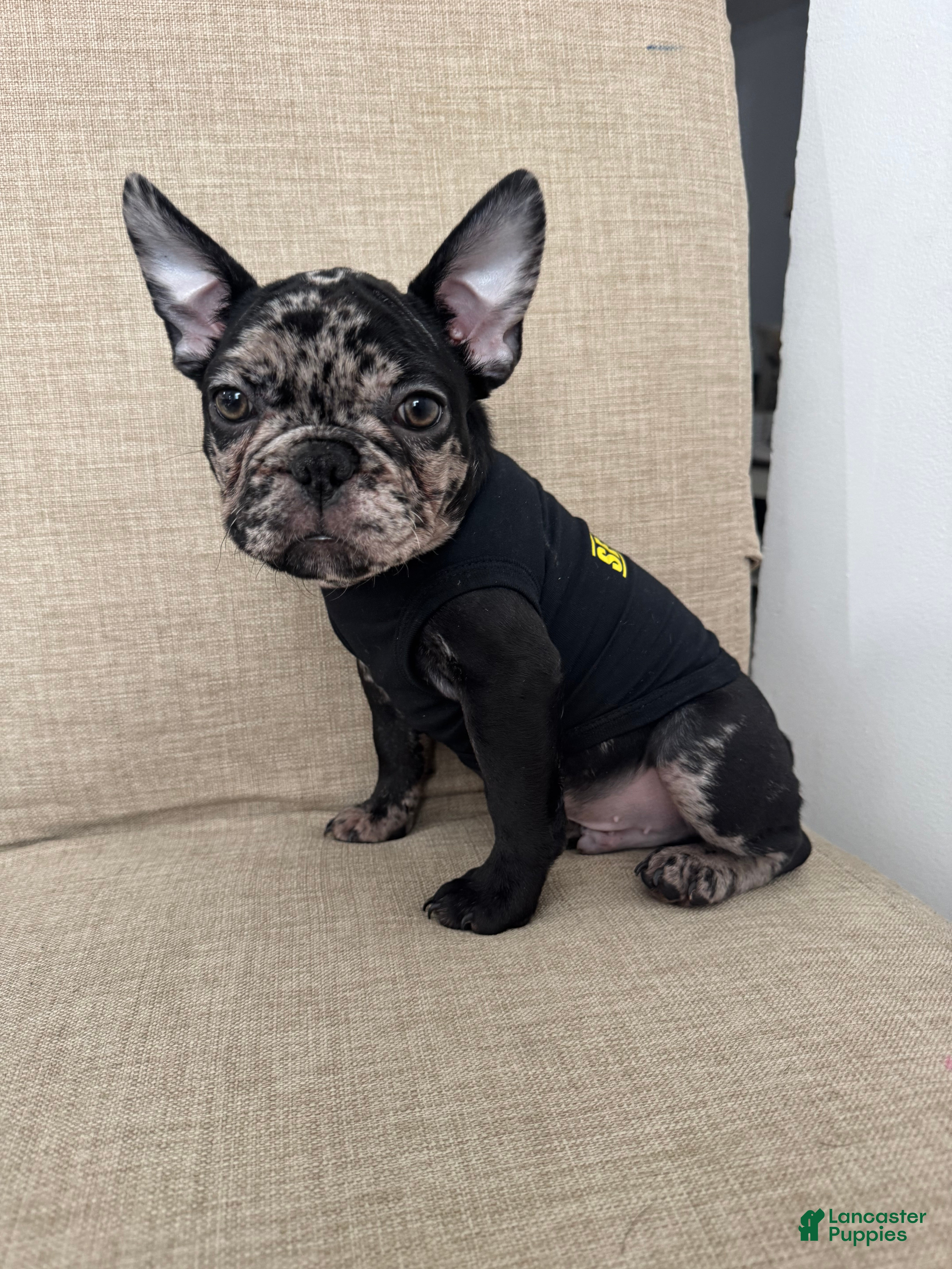French Bulldog dogs French Bulldog Puppy 2 - Ad 1
