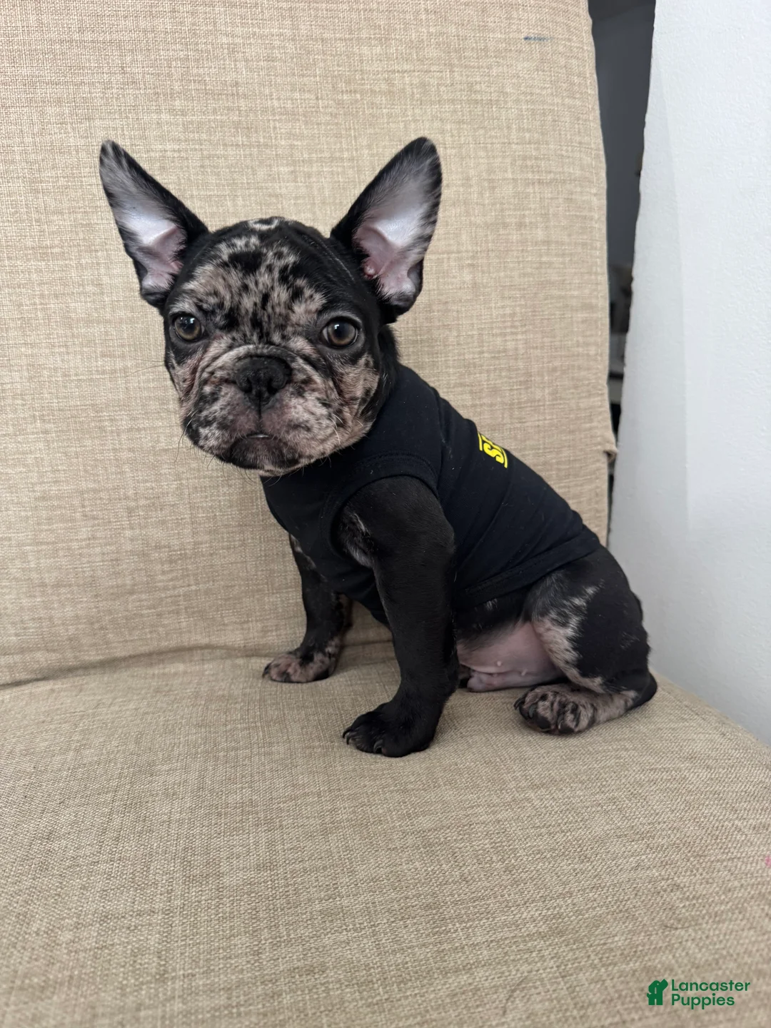 French Bulldog dogs for sale: French Bulldog Puppy 2 - Ad 2