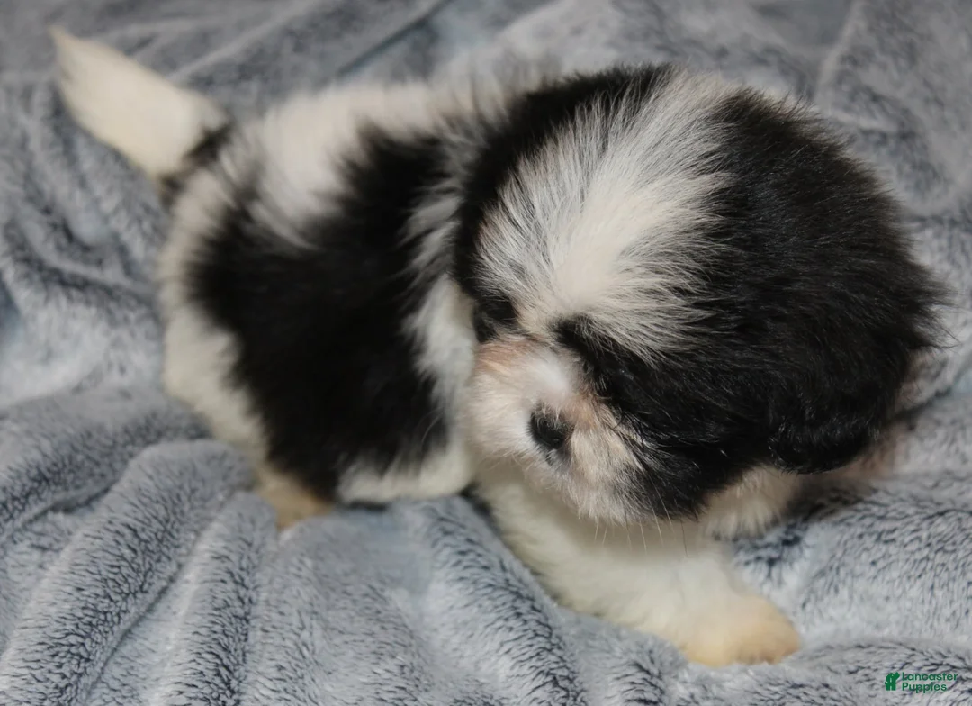 Shih Tzu dogs for sale: Walter - Ad 1