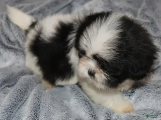 Shih Tzu dogs Walter - Ad 12