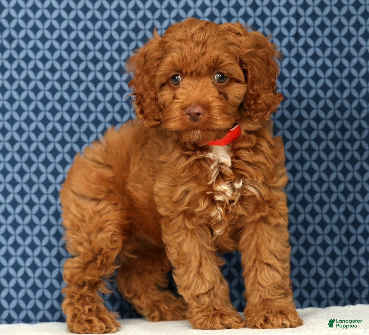 Cockapoo dogs Barney - Ad 2