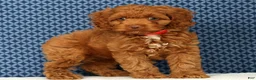 Cockapoo dogs for sale: Barney - Ad 2