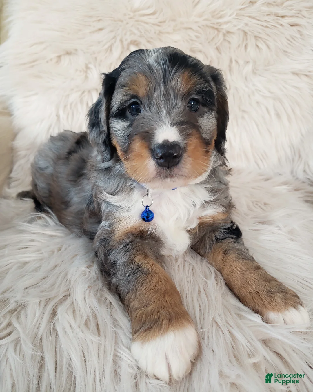 Mini Bernedoodle dogs for sale: Riley - Ad 3