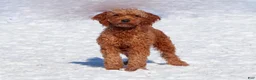 Mini Goldendoodle dogs for sale: Willow - Ad 6