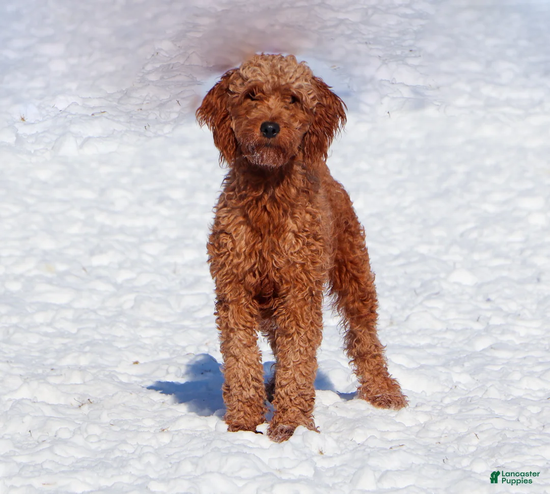 Mini Goldendoodle dogs for sale: Willow - Ad 6