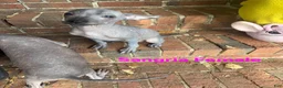 Xoloitzcuintle dogs for sale: Xoloitzcuintle Mini Female - Ad 5