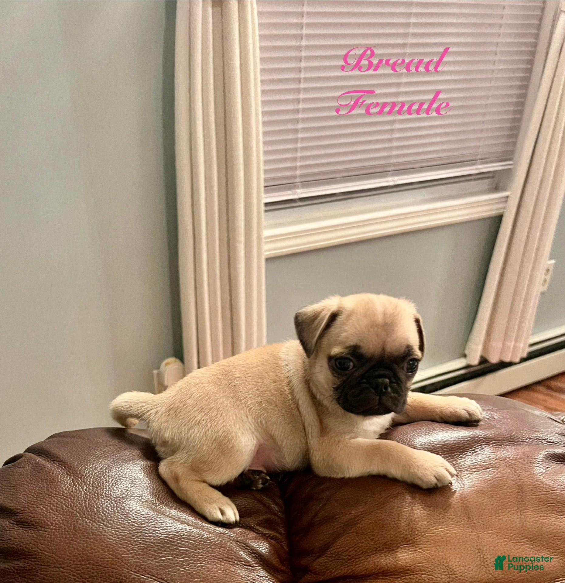Pug dogs Bread - Ad 2
