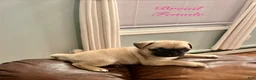 Pug dogs for sale: Bread - Ad 2
