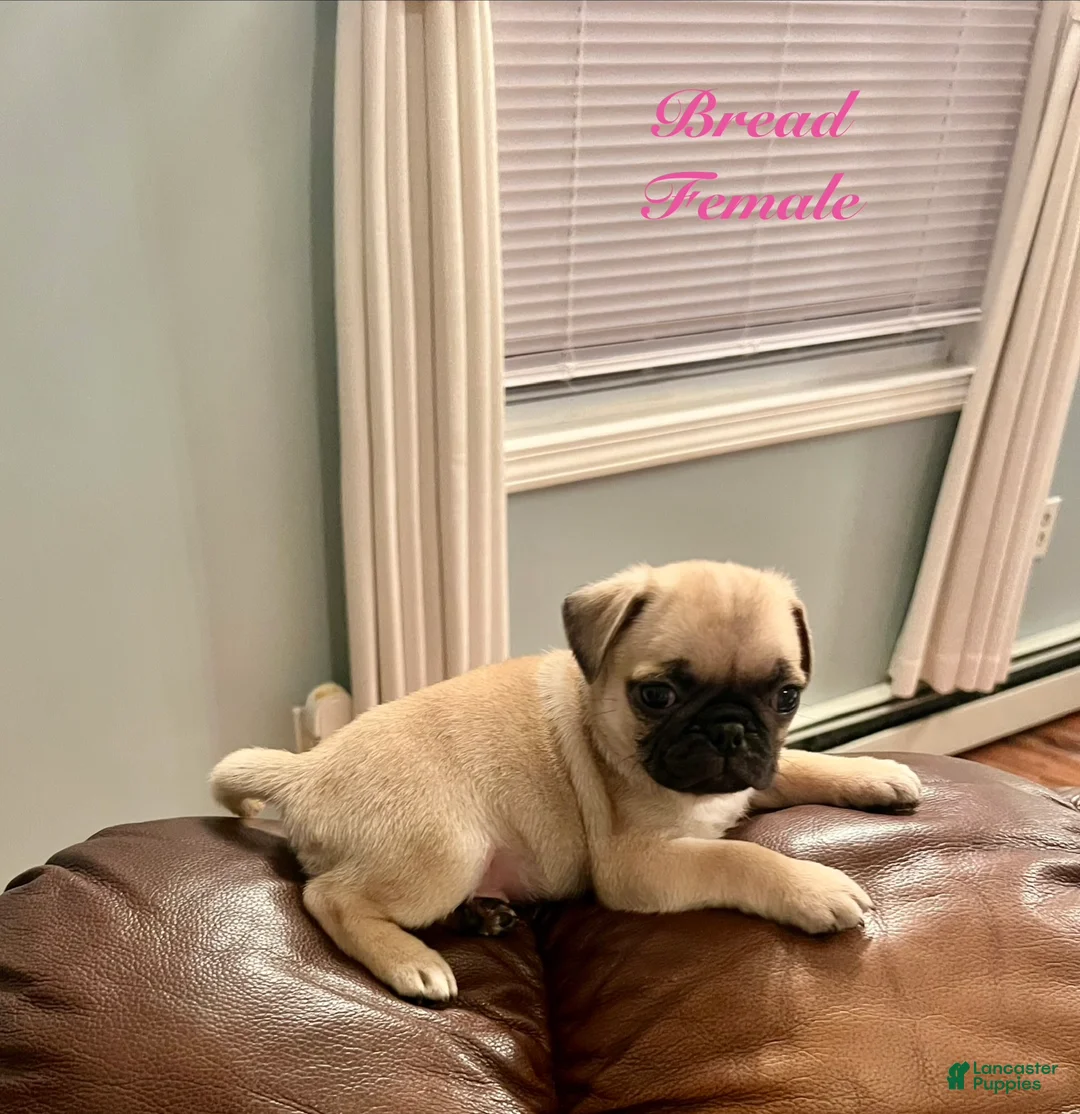 Pug dogs for sale: Bread - Ad 2
