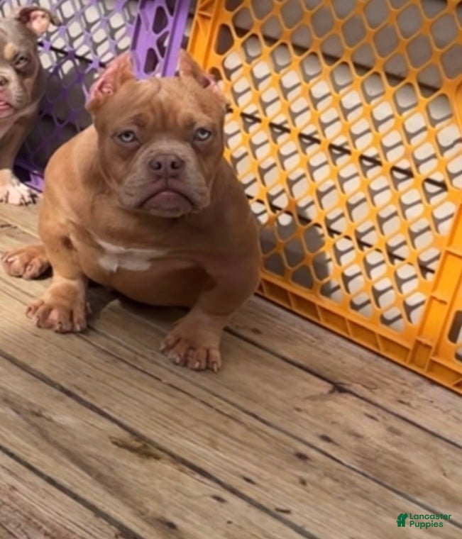 American Bully dogs Krillin Twin - Ad 9
