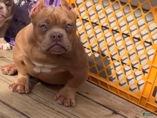 American Bully dogs Krillin Twin - Ad 38