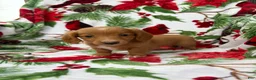 Miniature Dachshund dogs for sale: Ella - Ad 8