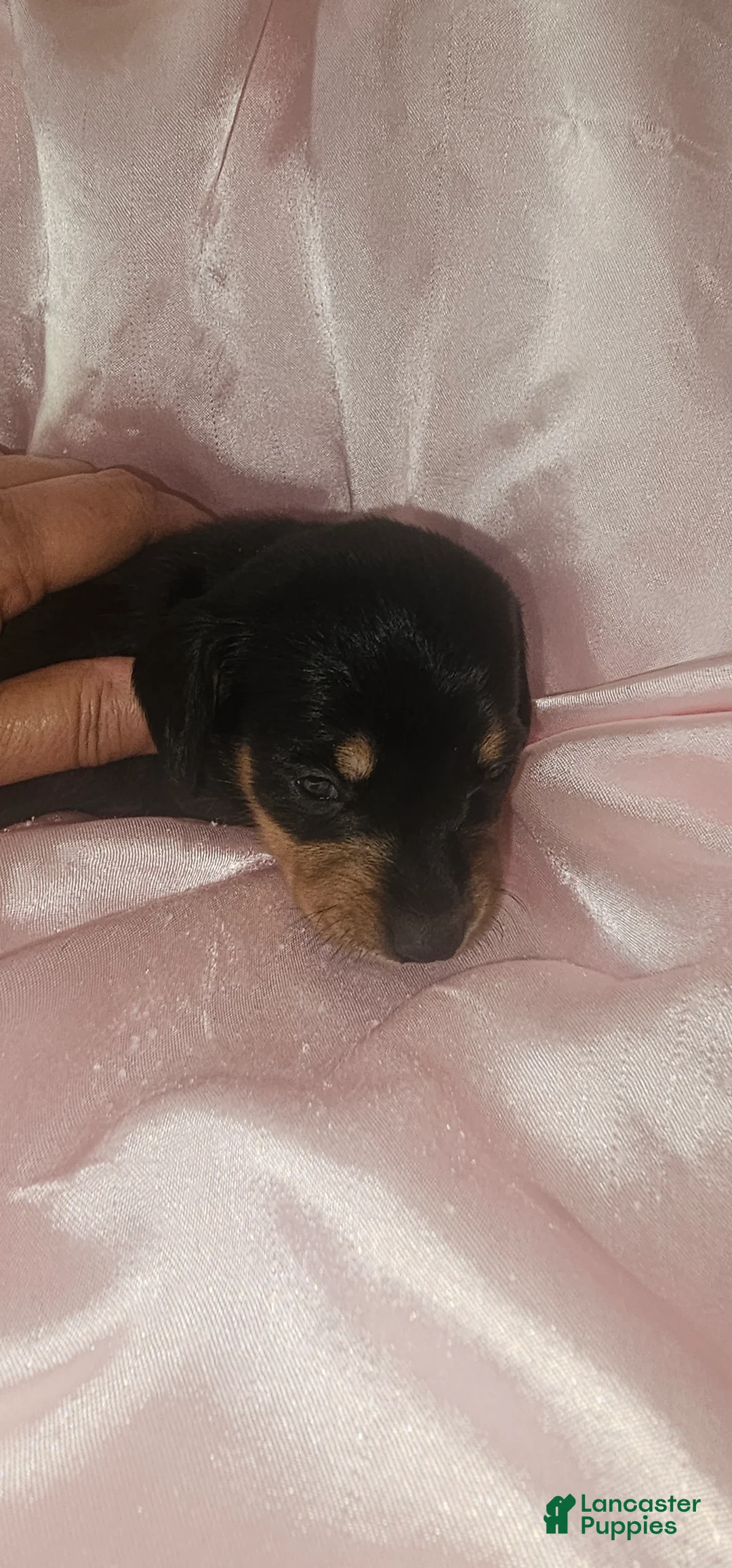 Dachshund dogs for sale: Dachshund Puppy 6 - Ad 1