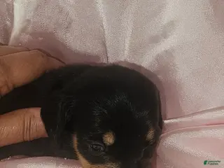 Dachshund dogs Dachshund Puppy 6 - Ad 14