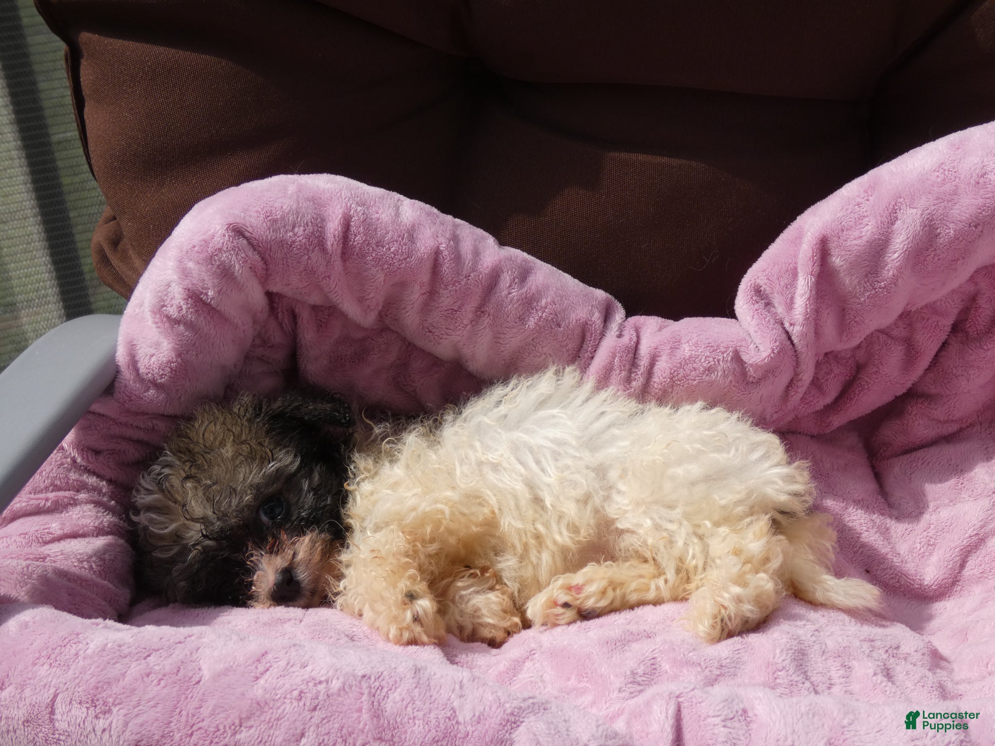 Havanese dogs Princess-Female - Ad 1