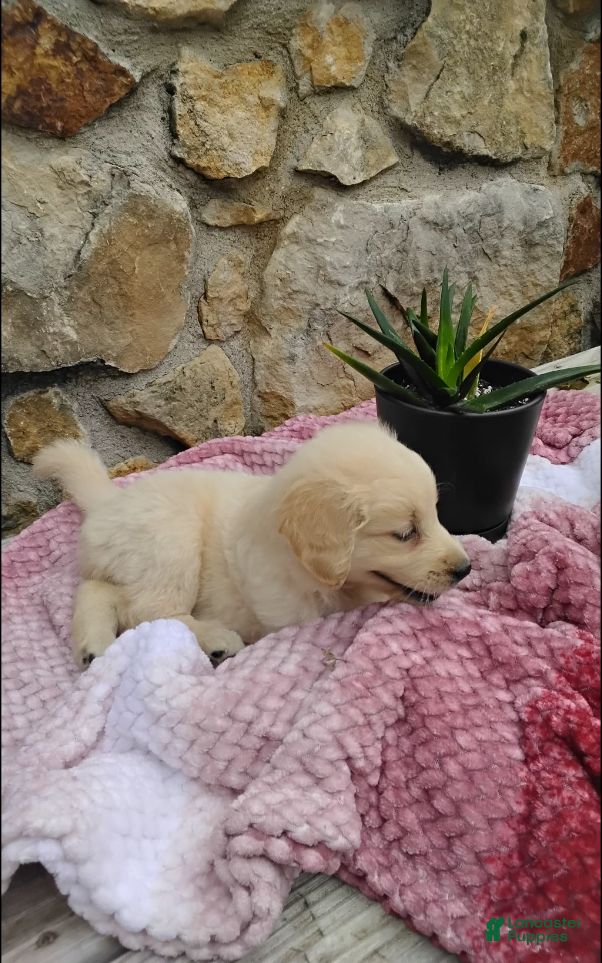 Golden Retriever dogs Roxi - Ad 1
