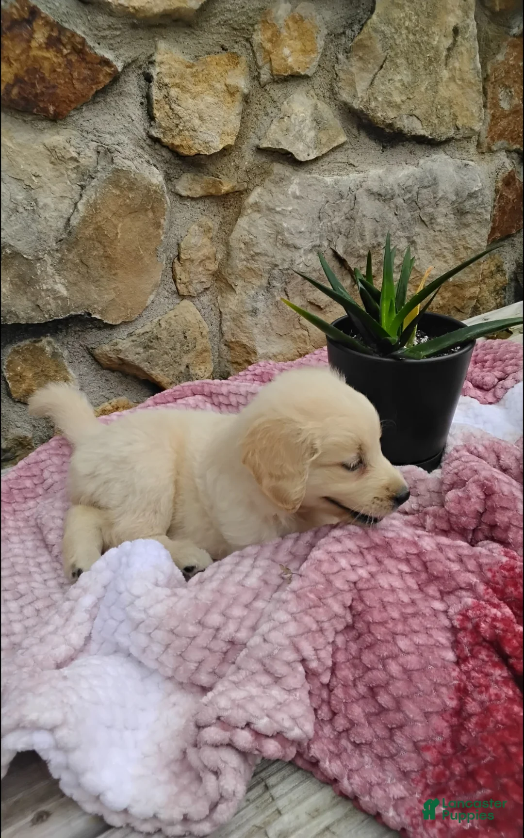 Golden Retriever dogs for sale: Roxi - Ad 1