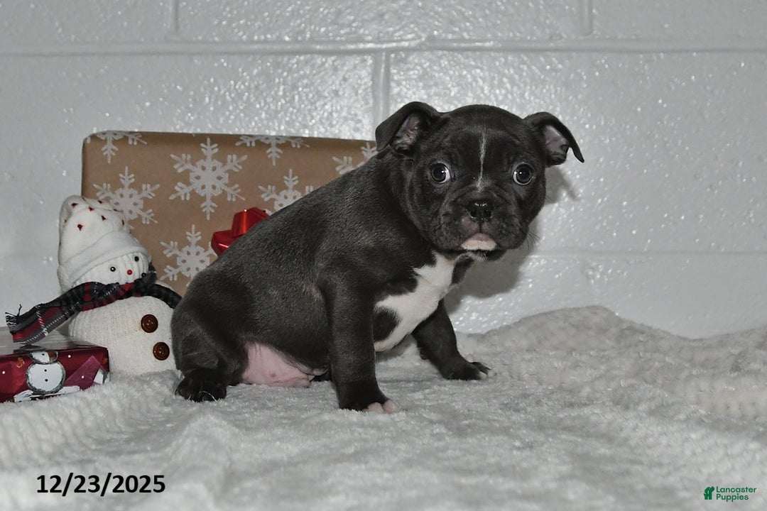 Frenchton dogs for sale: Dallas - Ad 3