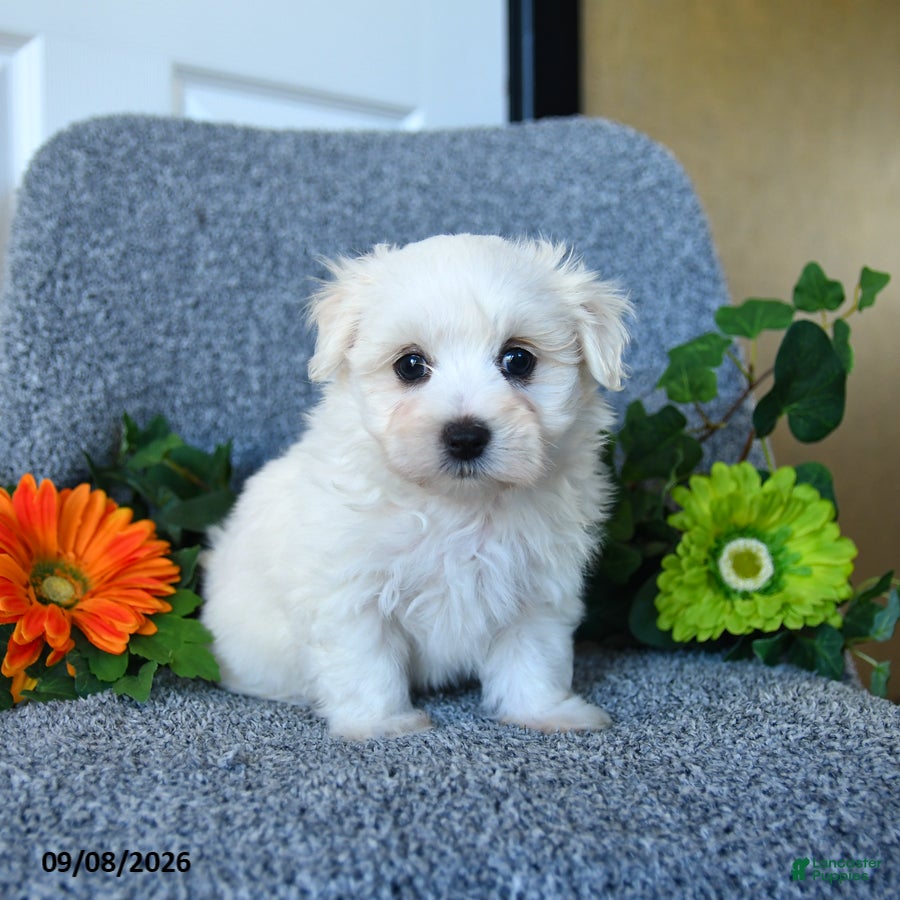 Maltese dogs Mason - Ad 2