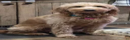 Mini Goldendoodle dogs for sale: Mini Goldendoodle 3 "Maple" pending  - Ad 17