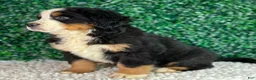 Bernese Mountain Dog dogs for sale: Luna  - Ad 5