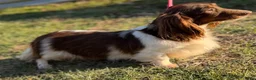 Miniature Dachshund dogs for sale: Valerie LH PRA clear OFA Chic parents - Ad 8