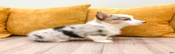 Welsh Corgi Pembroke dogs for sale: Sally - Ad 4