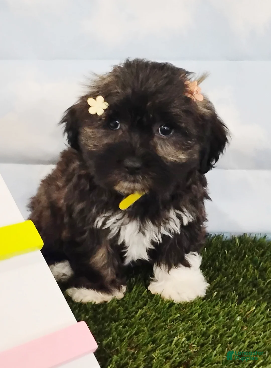 Mixed Breed dogs for sale: Emerald - Ad 6