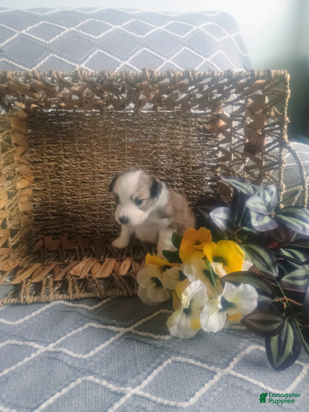 Mixed Breed dogs for sale: Mixed Breed Puppy 1 - Ad 4