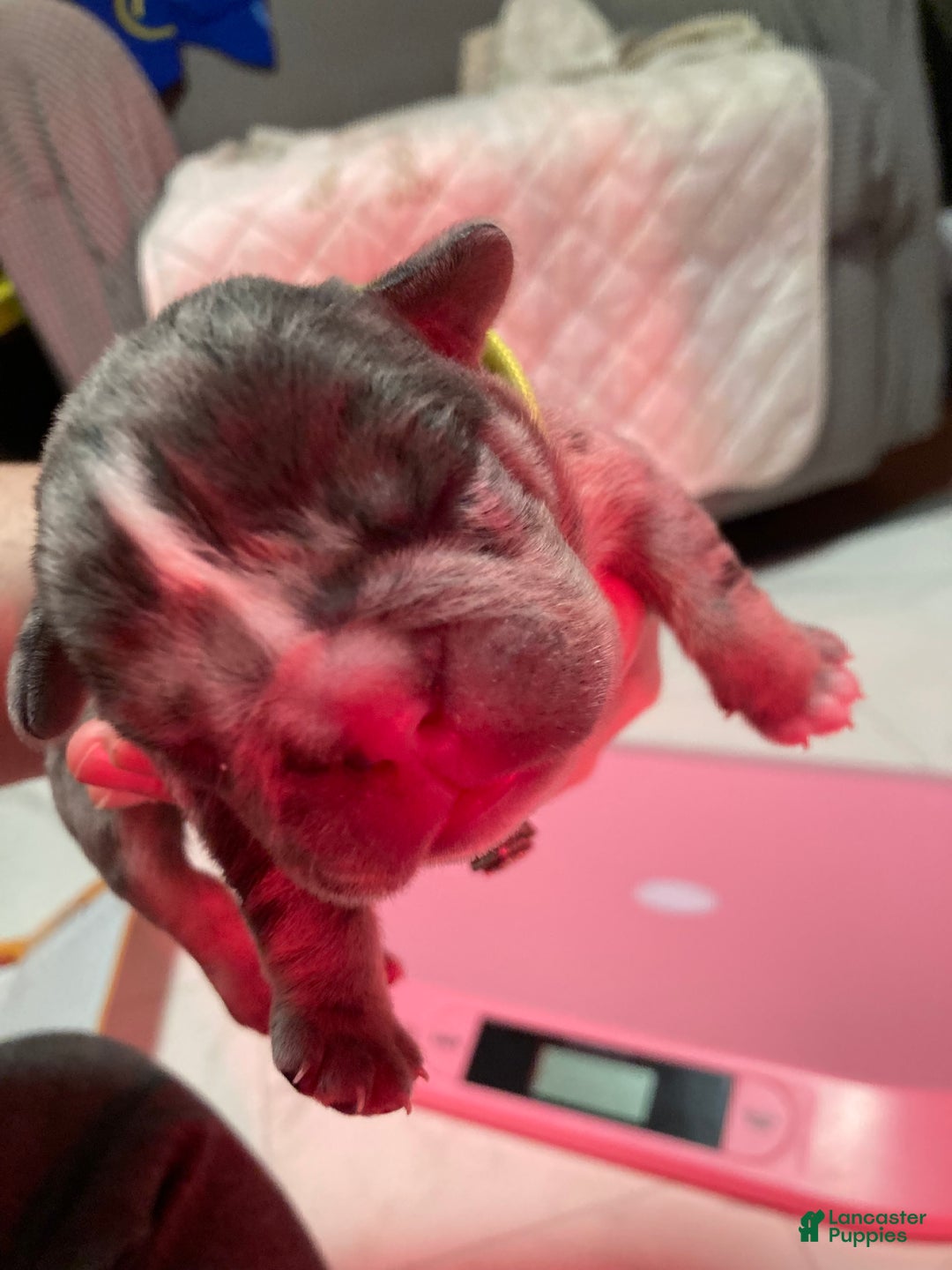 English Bulldog dogs for sale: Manly - Ad 1